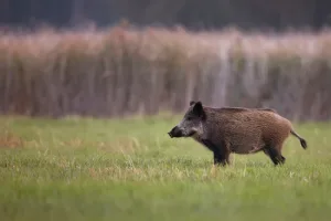 Dégâts de gibier : jusqu’à quand ?