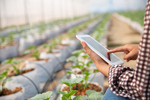 Produire pour nourrir avec des moyens adaptés et innovants